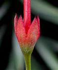  Calyx